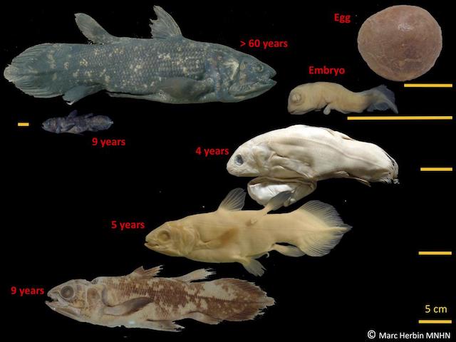 coelacanth 