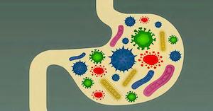 gut bacteria