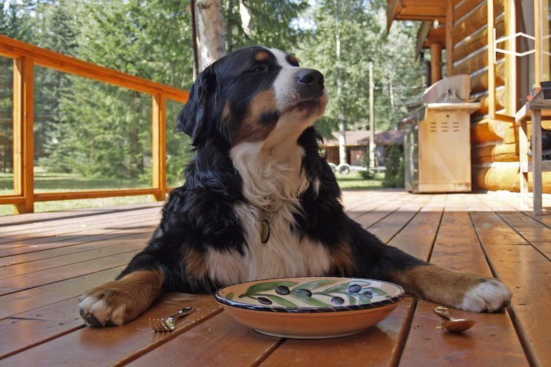 Most Homemade Dog Diets Lack Nutrients